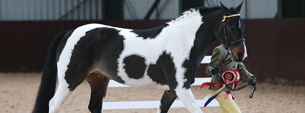 Highfield at Howe Coloured horse